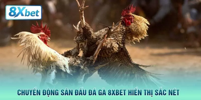 Chuyển động sân đấu đá gà 8XBET hiển thị sắc nét 