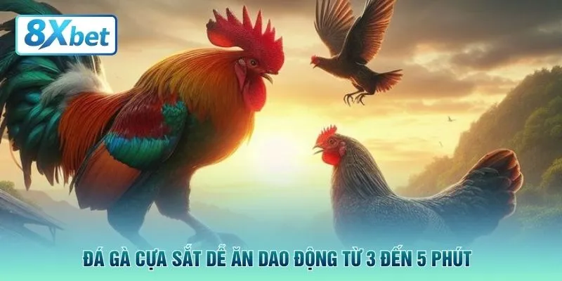Đá gà cựa sắt dễ ăn dao động từ 3 đến 5 phút