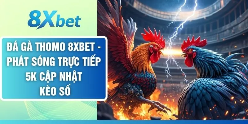 Đá Gà Thomo - Phát Sóng Trực Tiếp 5K Cập Nhật Kèo Số