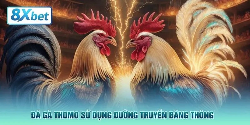 Đá gà Thomo sử dụng đường truyền băng thông 