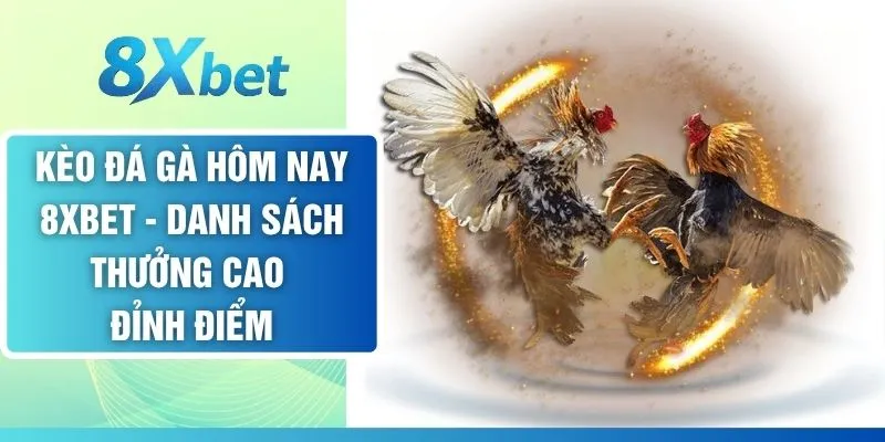 Kèo Đá Gà Hôm Nay - Danh Sách Thưởng Cao Đỉnh Điểm