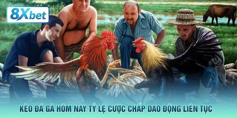 Kèo đá gà hôm nay tỷ lệ cược chấp dao động liên tục 