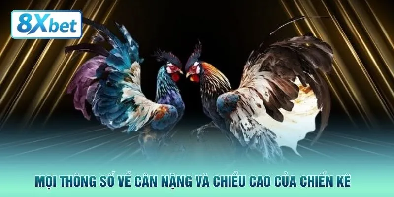 Mọi thông số về cân nặng và chiều cao của chiến kê 